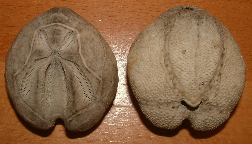 3 teche: Schizaster canaliferus, E. mediterraneum, E. sp.